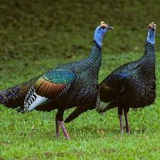 Attēlu rezultāti vaicājumam “Meleagris”