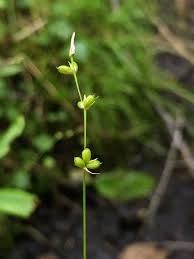 Attēlu rezultāti vaicājumam “Carex disperma”