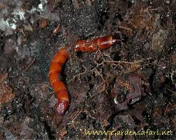 Attēlu rezultāti vaicājumam “Elateridae larva”