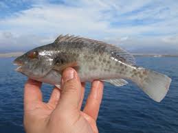 Image result for Sparisoma cretense