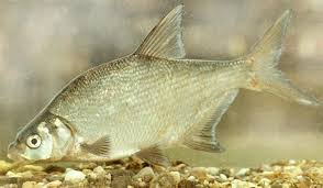 Image result for Abramis brama