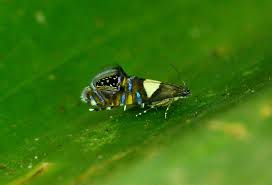 Attēlu rezultāti vaicājumam “Glyphipterigidae”