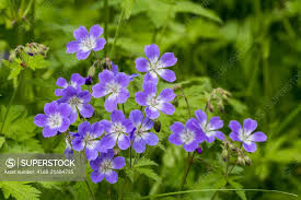 Attēlu rezultāti vaicājumam “Geranium sylvaticum”