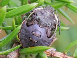 Attēlu rezultāti vaicājumam “Chlorochroa juniperina imago”