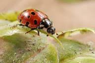 Attēlu rezultāti vaicājumam “Anatis ocellata”
