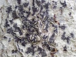 Attēlu rezultāti vaicājumam “Arthonia leucopellaea”