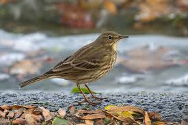 Attēlu rezultāti vaicājumam “Anthus petrosus”