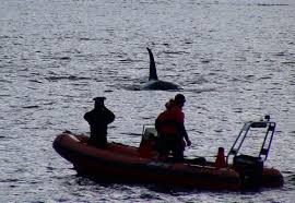 Whalewatching in Tysfjord, Norway, 2005 @ Boris Culik. Reproduction: In the Pacific Northwest, calving occurs in ... - Orca_Culik