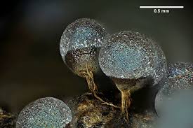 Attēlu rezultāti vaicājumam “Physarum virescens sessile”