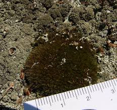 Attēlu rezultāti vaicājumam “Grimmia muehlenbeckii”