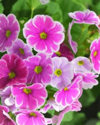 Image result for Primula obconica