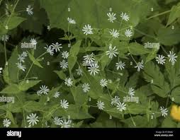 Attēlu rezultāti vaicājumam “Stellaria nemorum leaf”