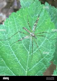 Attēlu rezultāti vaicājumam “Epiphragma ocellare”