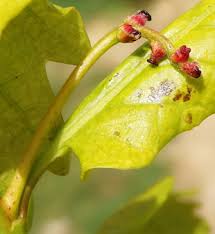Attēlu rezultāti vaicājumam “Quercus robur male flower”