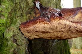Attēlu rezultāti vaicājumam “Phellinus pini”