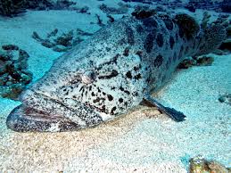 Image result for Epinephelus tukula