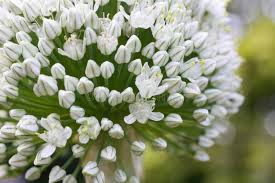 Attēlu rezultāti vaicājumam “Allium cepa bud”