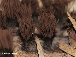 Attēlu rezultāti vaicājumam “Stemonitis fusca stalked”