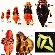 Attēlu rezultāti vaicājumam “Aphrophoridae nymph”