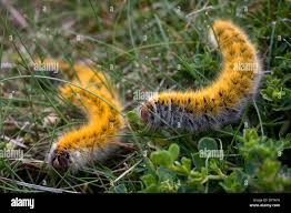 Attēlu rezultāti vaicājumam “Lasiocampa trifolii”