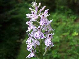 Attēlu rezultāti vaicājumam “Dactylorhiza fuchsii”