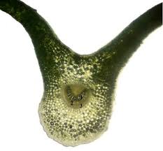 Attēlu rezultāti vaicājumam “Plantago major leaf”