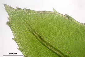 Attēlu rezultāti vaicājumam “Mnium hornum sporophyte”