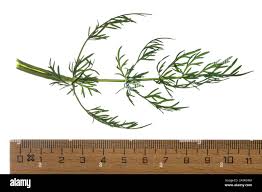 Attēlu rezultāti vaicājumam “Carum carvi leaf”