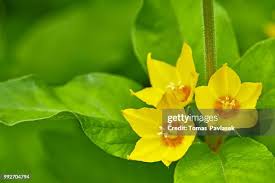 Attēlu rezultāti vaicājumam “Lysimachia punctata”