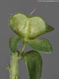 Attēlu rezultāti vaicājumam “Veronica serpyllifolia leaf”