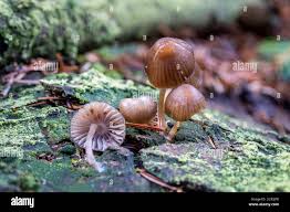 Attēlu rezultāti vaicājumam “Mycena viscosa”