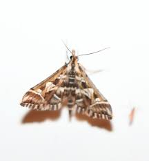 Attēlu rezultāti vaicājumam “Diasemia reticularis”