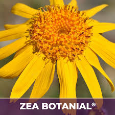 Attēlu rezultāti vaicājumam “Arnica montana”