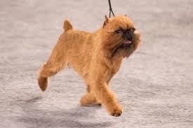 Image result for brüsseler giffon