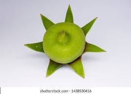 Attēlu rezultāti vaicājumam “Rhynchospora alba fruit”