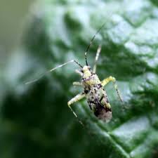 Attēlu rezultāti vaicājumam “Phytocoris tiliae imago”