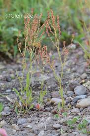 Attēlu rezultāti vaicājumam “Rumex acetosella leaf”