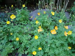 Image result for Meconopsis cambrica