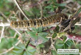 Attēlu rezultāti vaicājumam “Lasiocampa quercus imago”