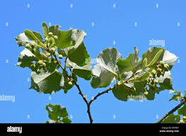 Attēlu rezultāti vaicājumam “Tilia tomentosa fruit”