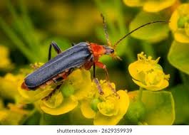 Attēlu rezultāti vaicājumam “Cantharis livida”