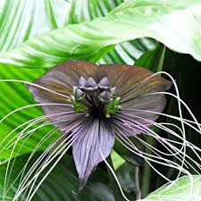 Image result for Tacca chantrieri
