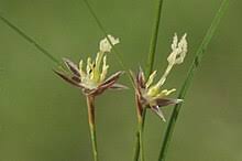 Attēlu rezultāti vaicājumam “Juncus nastanthus”