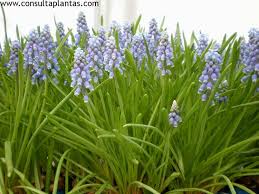 Attēlu rezultāti vaicājumam “Muscari neglectum”