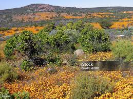 Image result for Dimorphotheca sinuata