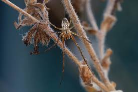 Attēlu rezultāti vaicājumam “Metellina segmentata”