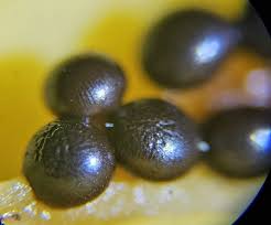 Attēlu rezultāti vaicājumam “Diderma rufostriatum spores”