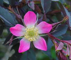 Attēlu rezultāti vaicājumam “Rosa glauca flower”