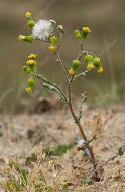 Attēlu rezultāti vaicājumam “Senecio vulgaris flower”