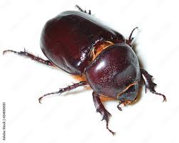 Attēlu rezultāti vaicājumam “Oryctes nasicornis”